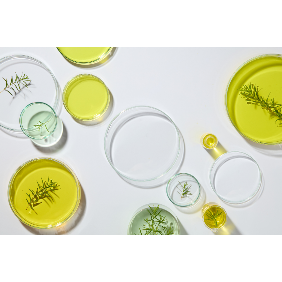 100% Organic Rosemary Essential Oil for Hair Growth & Focus | The Organic Oil Lab