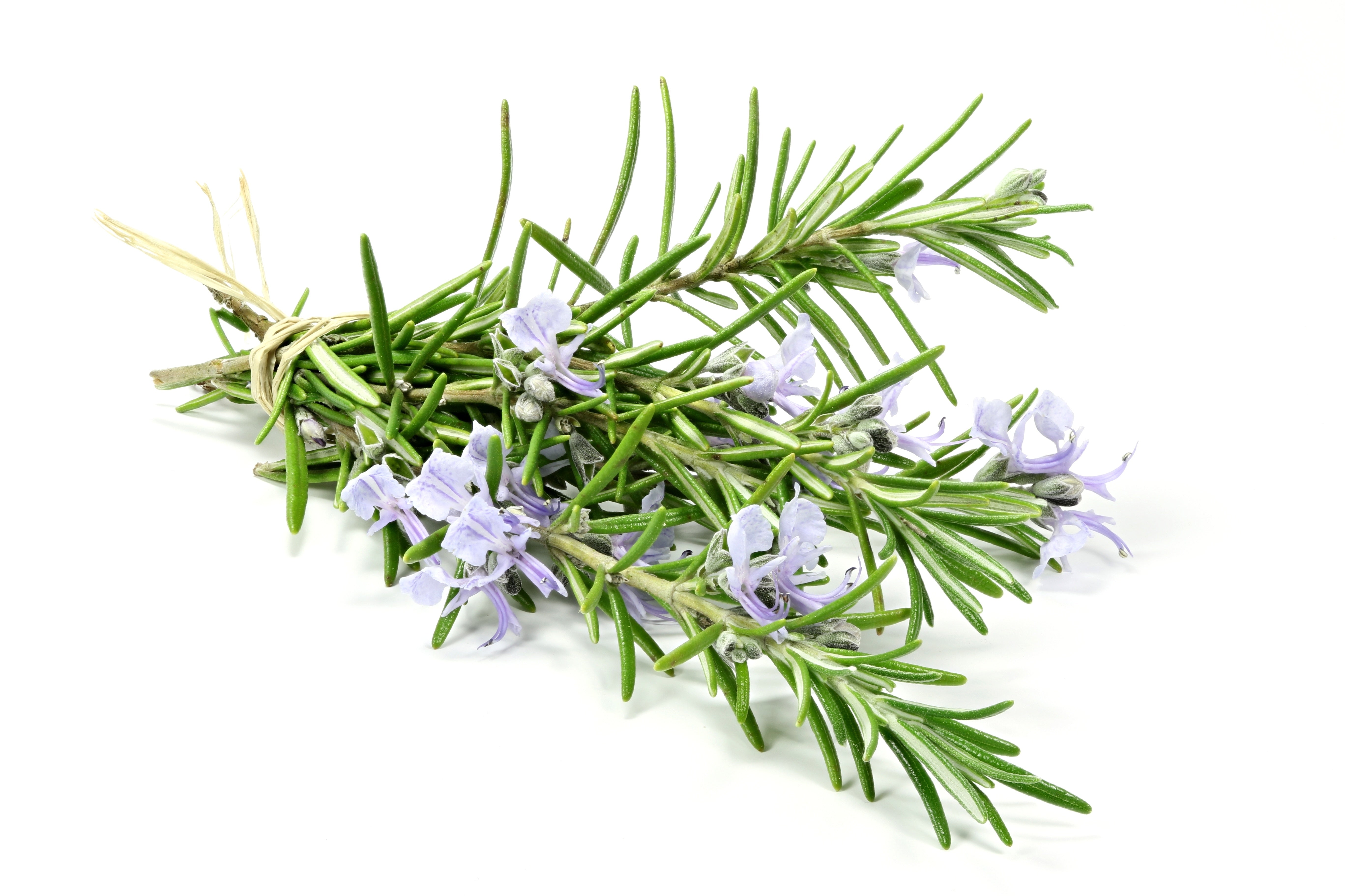 100% Organic Rosemary Essential Oil for Hair Growth & Focus | The Organic Oil Lab